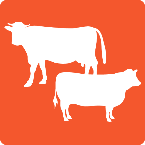 Animals